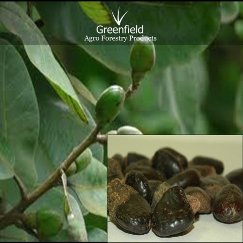 Bhilwa medicinal seeds ( Semecarpus anacardium )